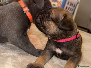 Cane Corso dogs ICF/ICCF Champion 6th GENERATION Cane Corso pups - Advert 12