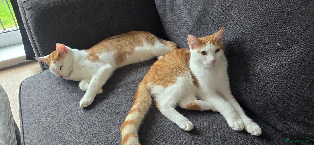 British Shorthair cats for sale: 2 ginger brothers  - Image 7