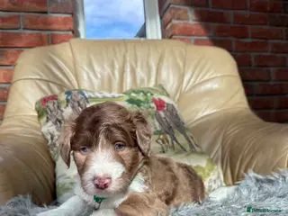 Bordoodle dogs Bordoodle boys and girls - Advert 2