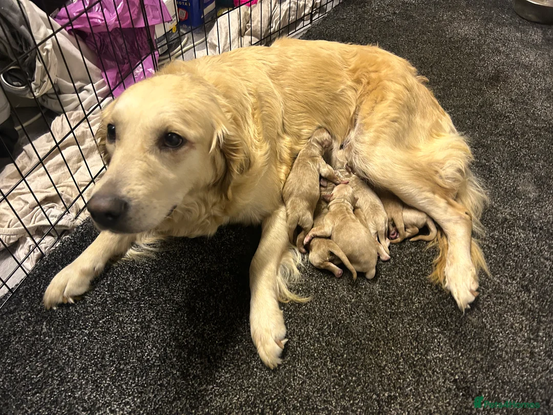 Goldendoodle dogs for sale: F1 golden doodle 5 left viewings now available. - Advert 12