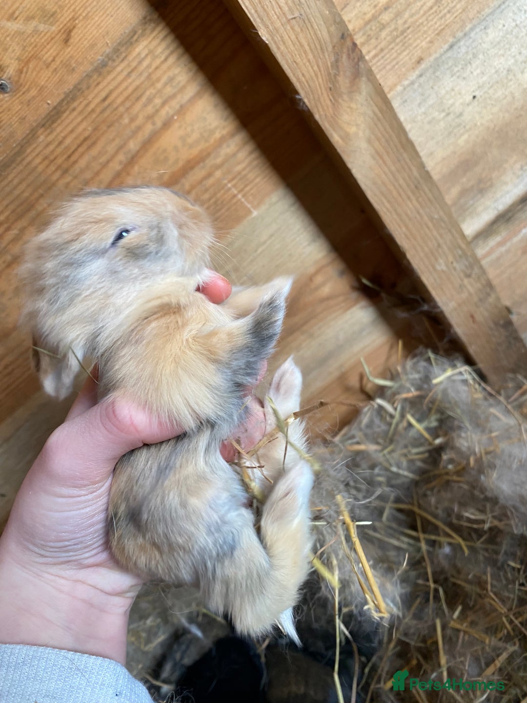 Lionhead rabbits for sale: Baby lion head  - Advert 4