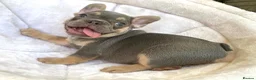 French Bulldog dogs for sale: 2 LEFT!! TOP QUALITY FRENCH BULLDOG PUPPIES - Advert 6