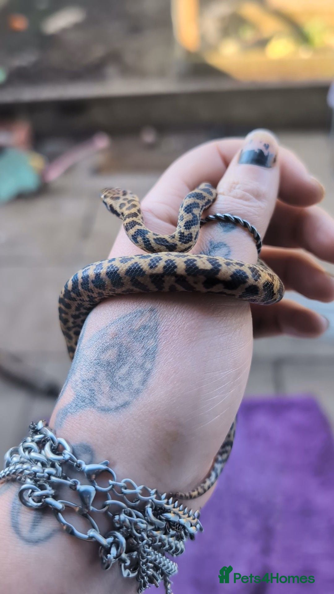 Mixed Breed reptiles Various reptiles looking for new homes  - Advert 6