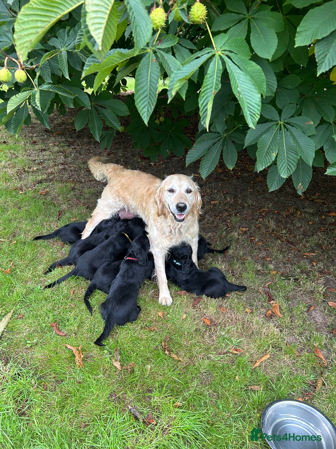 Flat coated Retriever dogs for sale: Flat coated x Golden Retriever puppies - Image 2