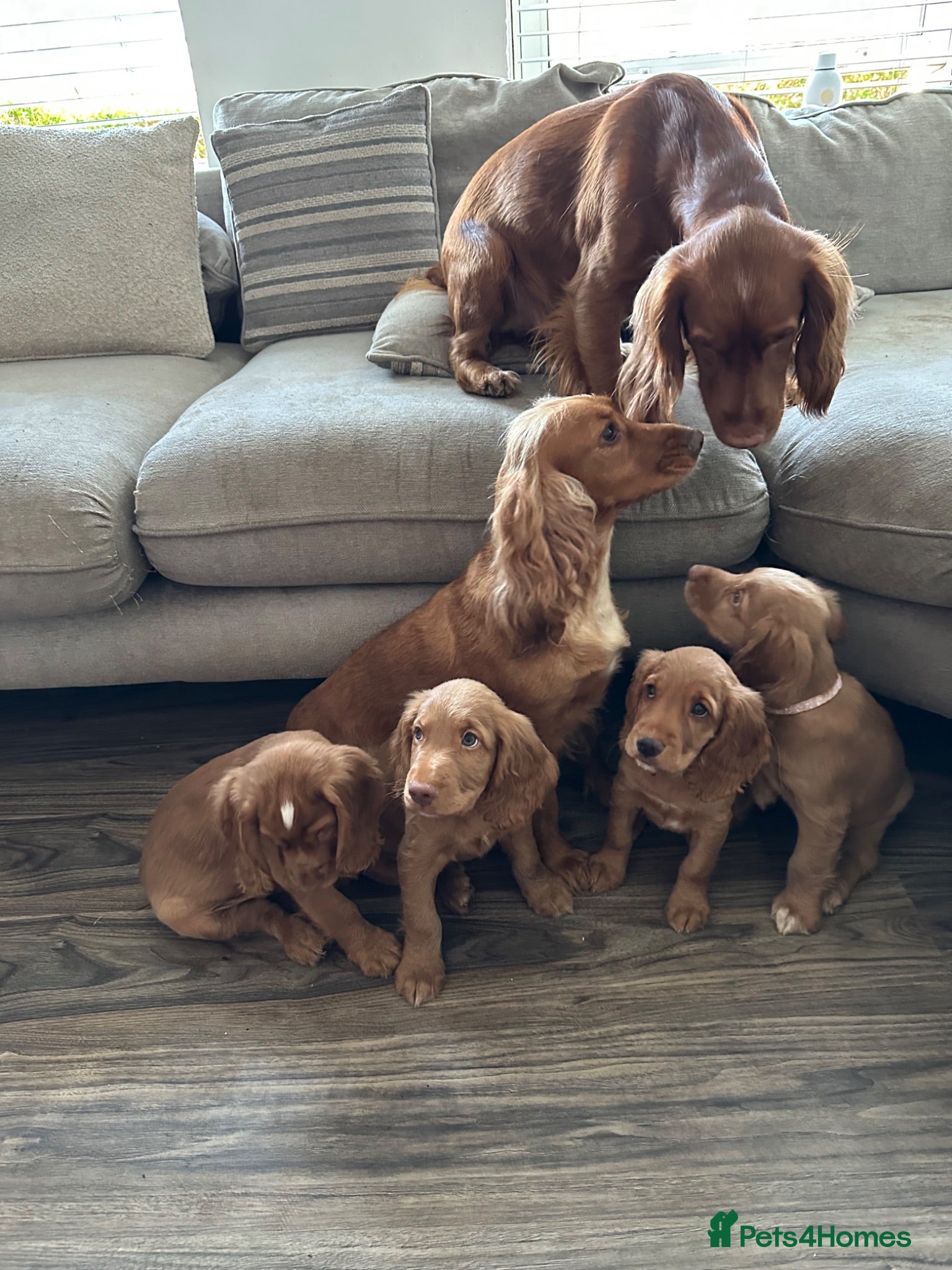 Cocker Spaniel dogs top class red cockers ready to leave now  - Advert 2