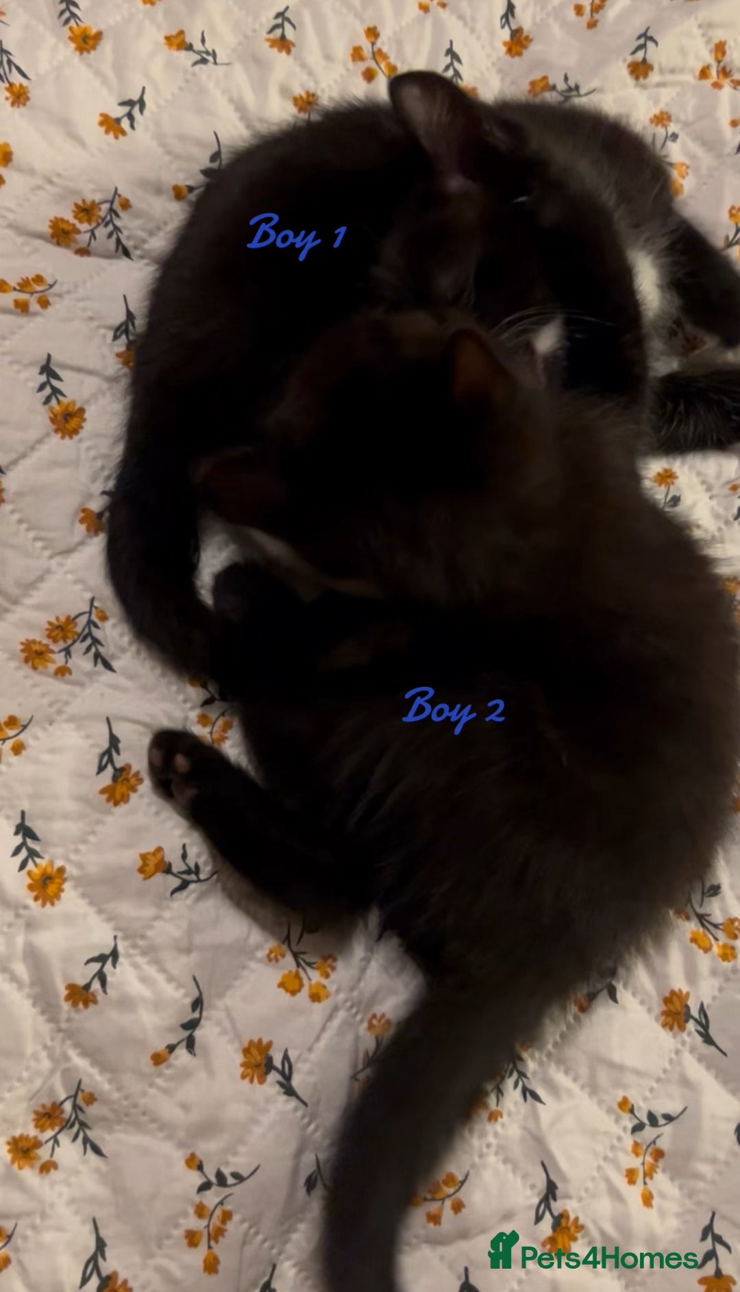 Ragdoll cats for sale: Ragdoll/British shorthair - Advert 5