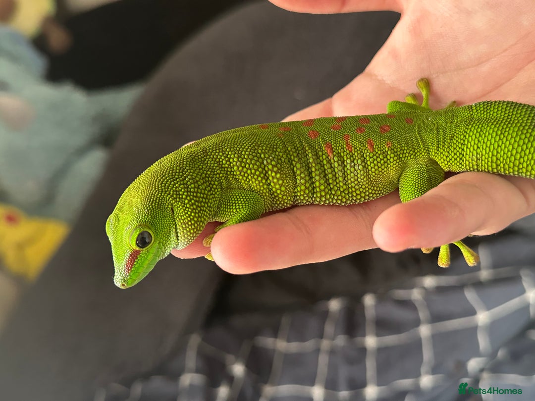 Gecko reptiles for sale: Giant Madagascan Day Gecko - Image 5