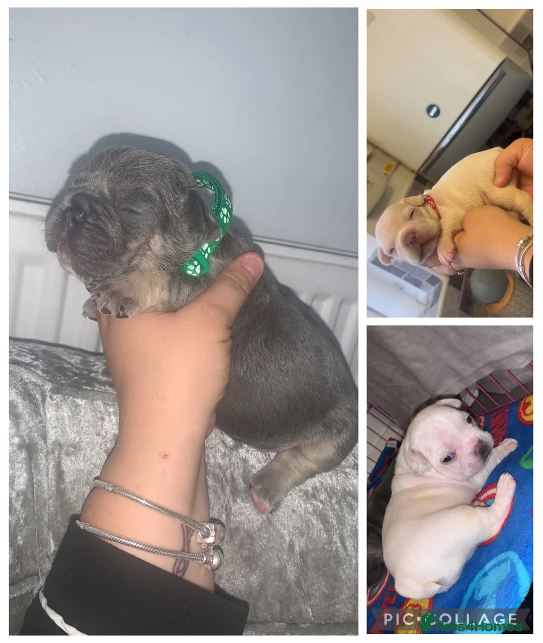 French Bulldog dogs for sale: French bulldogs  - Advert 5