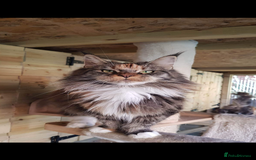 Maine Coon cats for sale: Maine coon girls  - Image 2