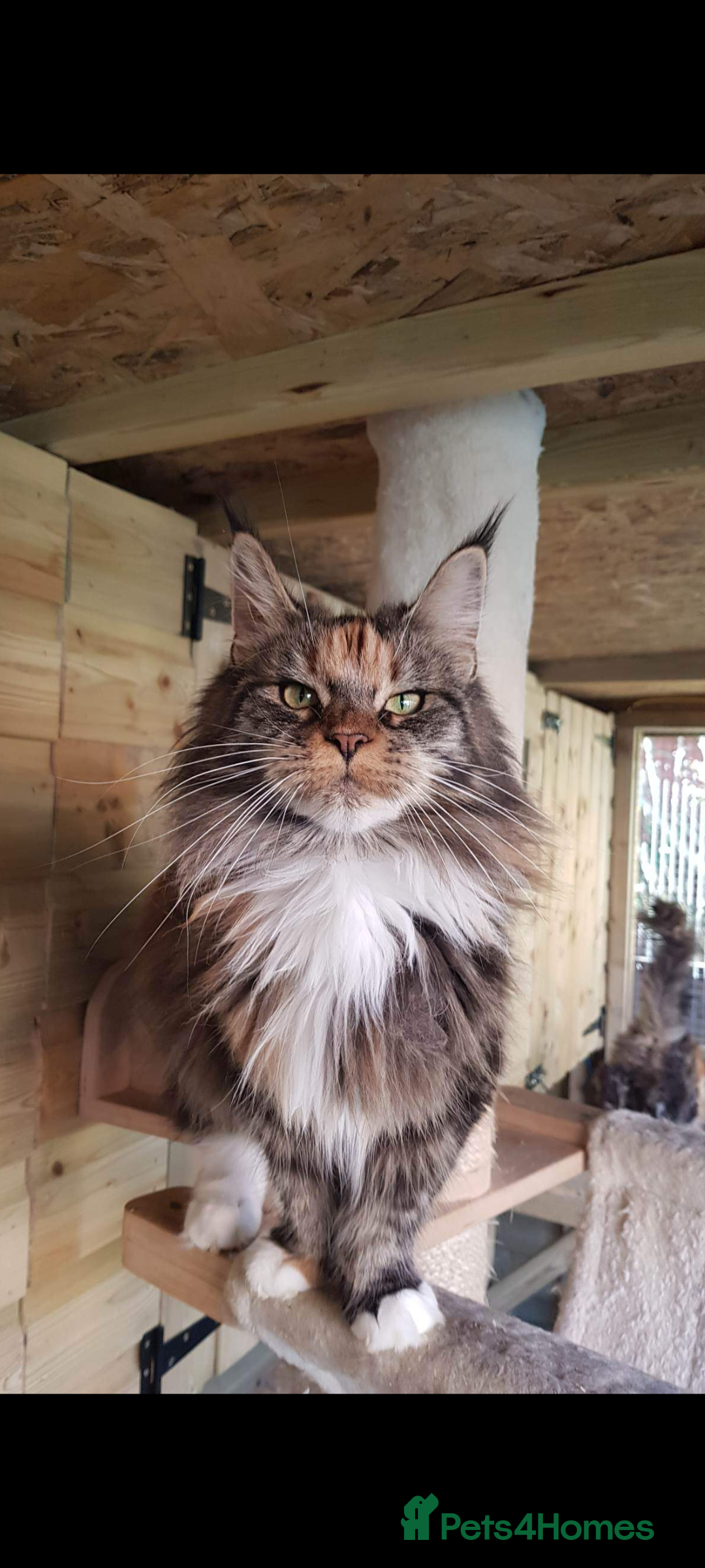 Maine Coon cats for sale: Maine coon girls  - Image 2