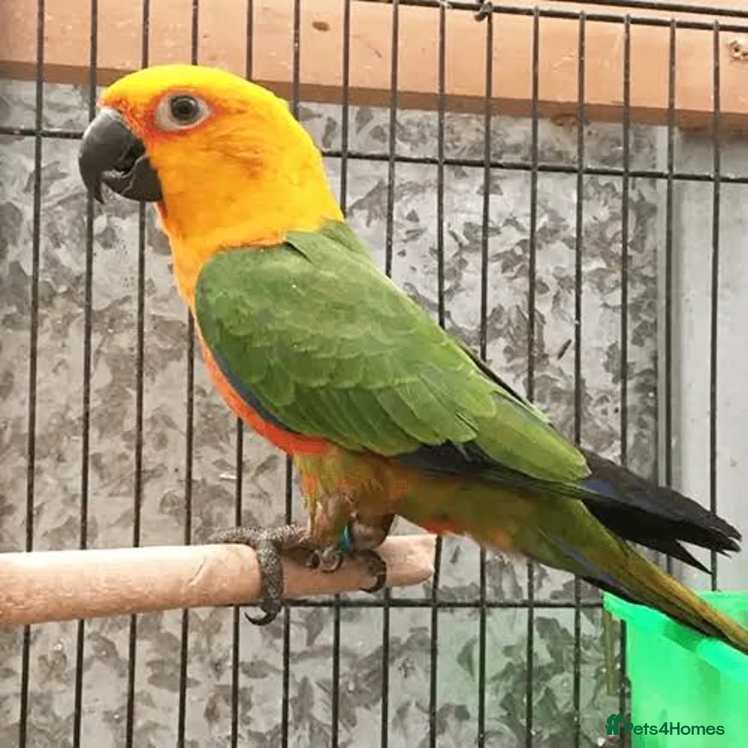 Conures birds for sale: Jenday conure for sale  - Advert 1