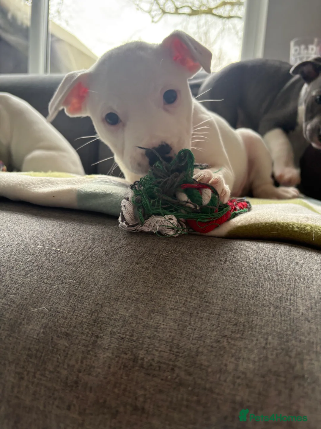 Staffordshire Bull Terrier dogs for sale: Staffordshire bull terrier girl - Advert 11