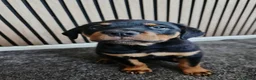 Rottweiler dogs for sale: Exceptional Rottweiler Pups- ONE GIRL LEFT. - Advert 26