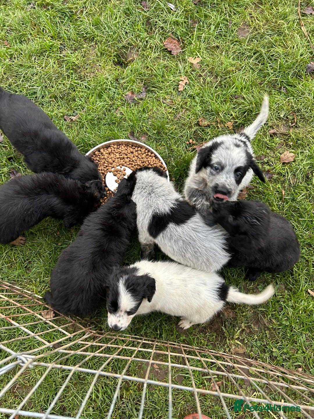 Mixed Breed dogs for sale: GORGEOUS COCKER SPANIEL/BORDER COLLIE PUPS - Advert 16