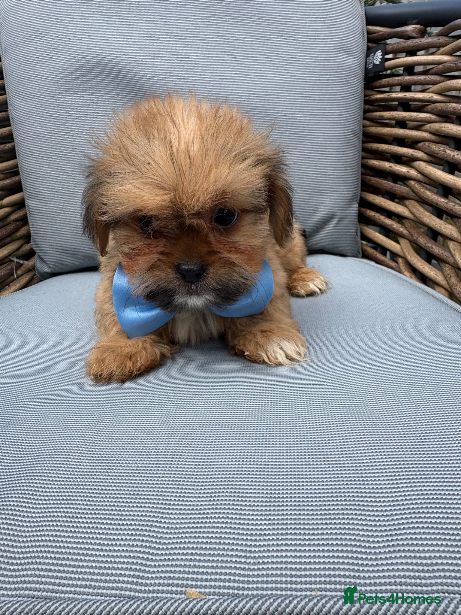 Shih Tzu dogs Stunning Shih Tzu puppies - Advert 13