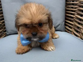 Shih Tzu dogs Stunning Shih Tzu puppies - Advert 13