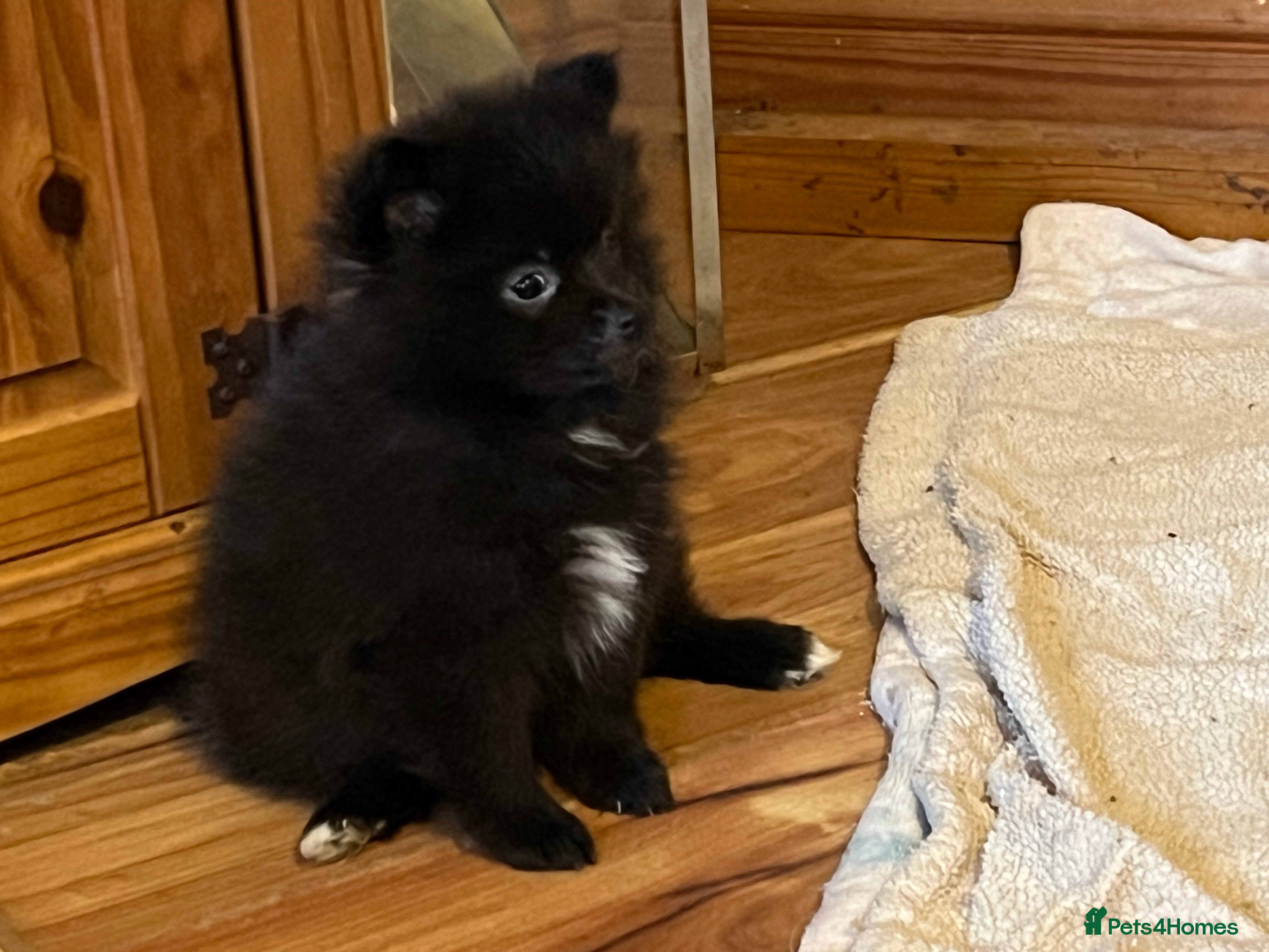 Pomeranian dogs 3 Pomeranian puppies  - Advert 3