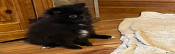 Pomeranian dogs for sale: 3 Pomeranian puppies  - Advert 7