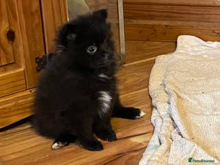 Pomeranian dogs 3 Pomeranian puppies - Advert 3