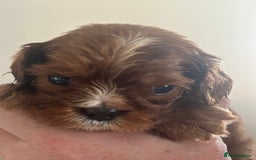 Cavalier King Charles Spaniel dogs for sale: Exquisite Cavalier King Charles puppies KC reg - Image 9