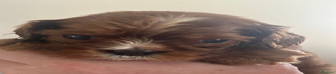Cavalier King Charles Spaniel Puppy 5