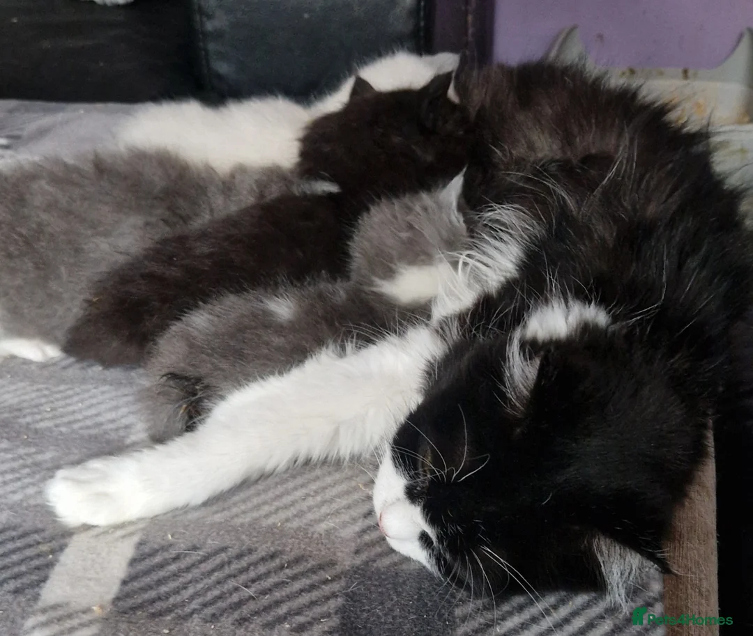 Persian cats for sale: Persian Kittens - Advert 4