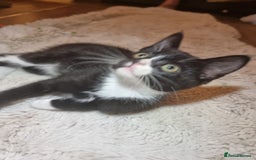 British Shorthair cats for sale: Tuxedo kittens  - Image 1