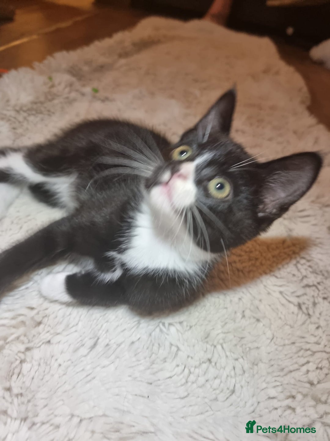 British Shorthair cats for sale: Tuxedo kittens  - Image 1
