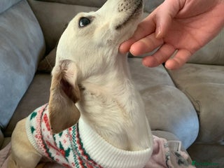 Miniature Dachshund dogs Tiny Cream daschund boy - Advert 5