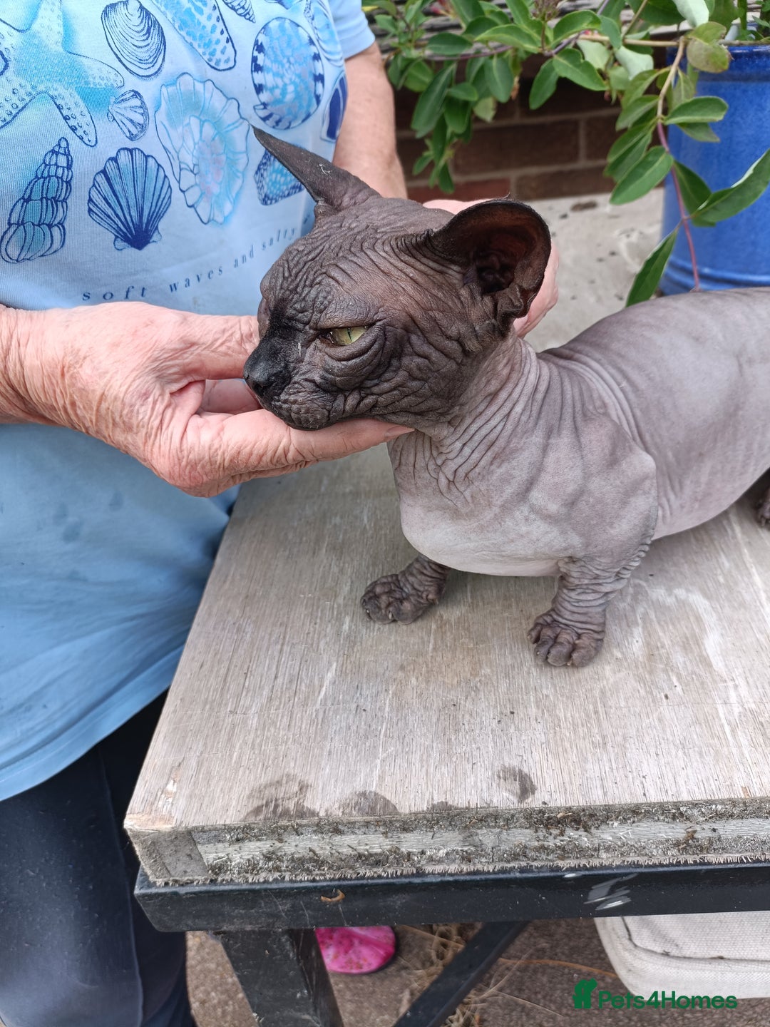 Sphynx cats for sale: bambino - Image 3