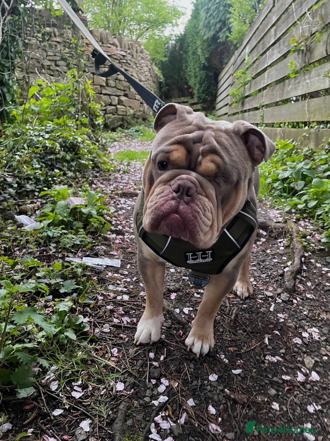 English Bulldog dogs for sale: Lilac & Tan English Bulldog 3 Yr Old MALE - Image 13