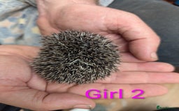 Pygmy Hedgehog rodents for sale: African Pygmy hedgehogs. Ready to reserve! - Advert 9