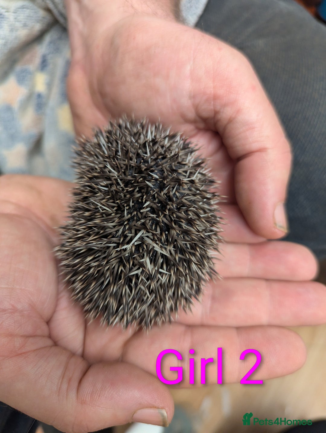 Pygmy Hedgehog rodents for sale: African Pygmy hedgehogs. Ready to reserve! - Advert 9