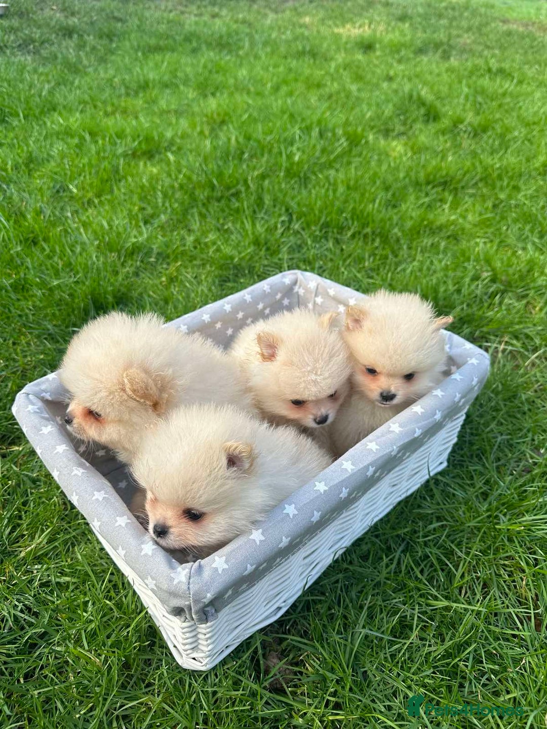 Pomeranian dogs for sale: Adorable Pomeranian Puppies for Sale!  - Image 17
