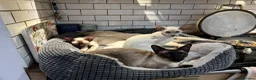 Siamese cats for sale: Pedigree quality kittens  in Longhope - Advert 7