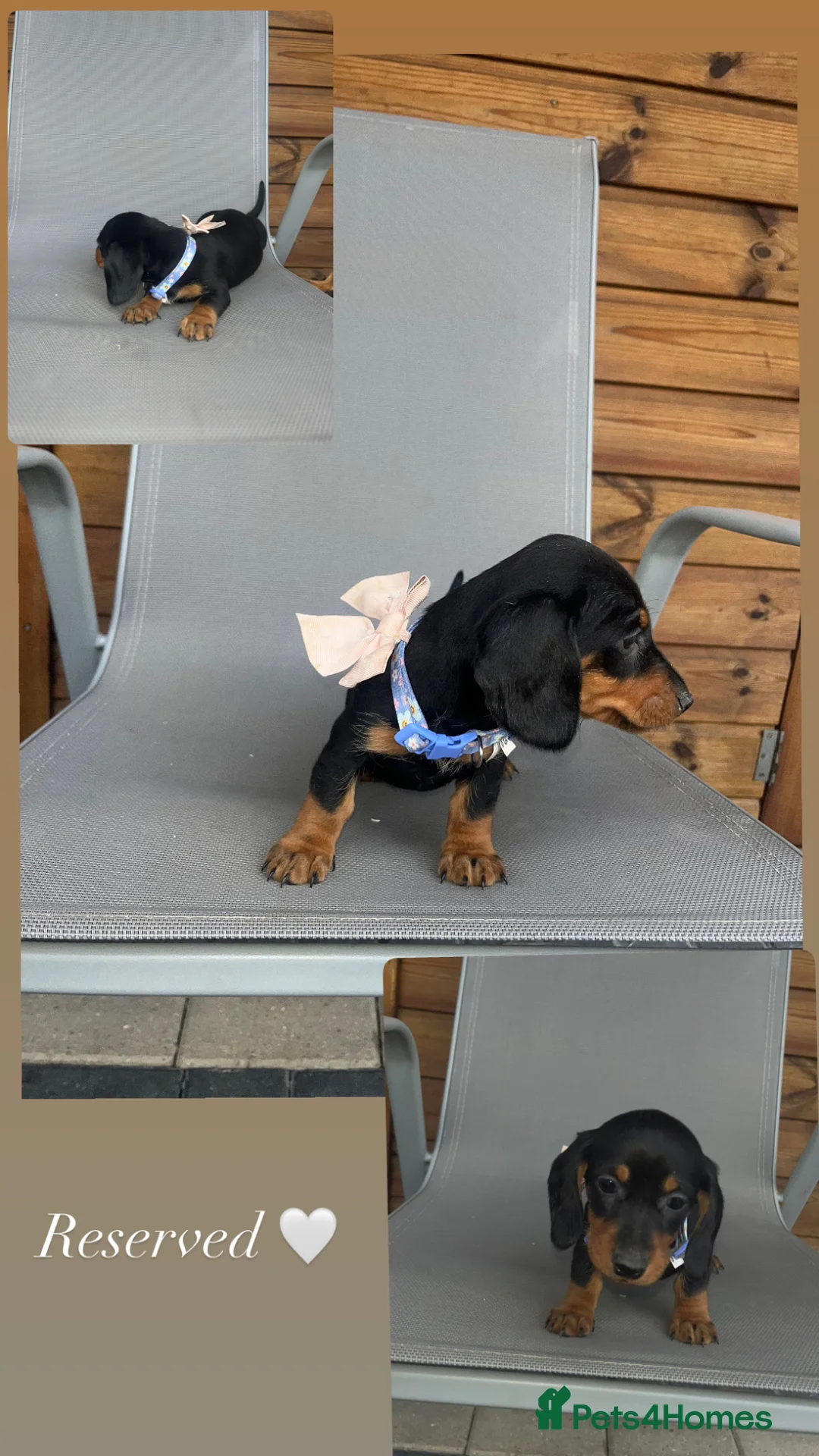 Miniature Dachshund dogs for sale: 2 boys ready to leave now .  - Advert 10
