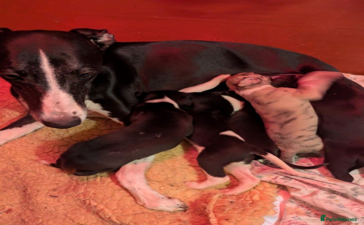 Whippet dogs - Advert 3