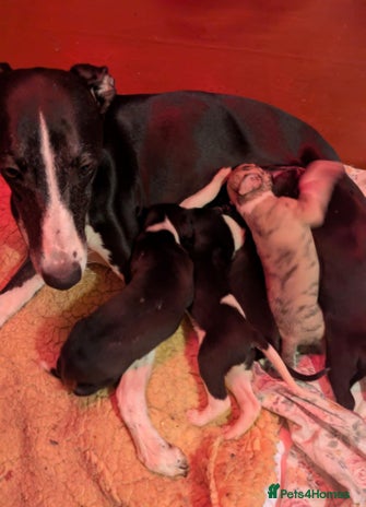 Whippet dogs - Advert 1