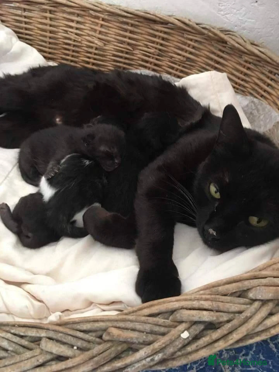 American Shorthair cats for sale: 9 week old male kitten ready now  - Advert 2