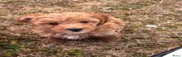 Cavapoochon dogs for sale: Miniature Cavapoochon Puppies for Sale - Advert 9