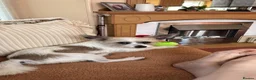 Mixed Breed dogs for sale: Lovely puppy  - Advert 3