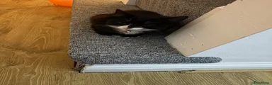 Domestic Shorthair 1