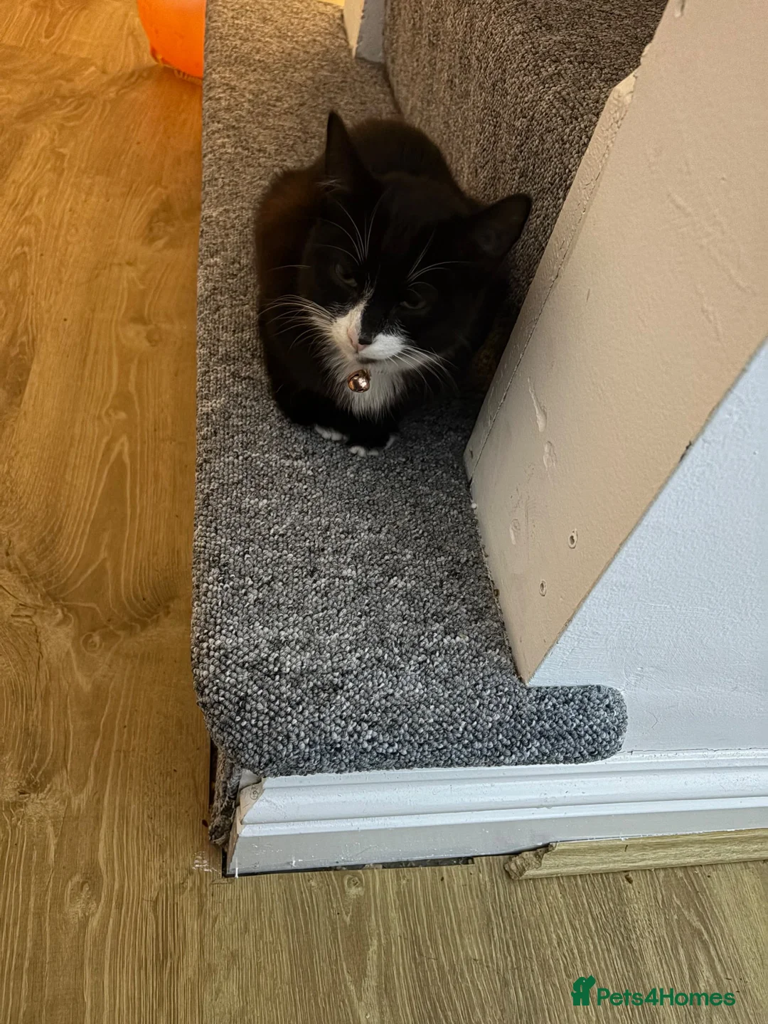 Domestic Shorthair cats for sale: 7 month old male domestic shorthair  in Chatham - Advert 2