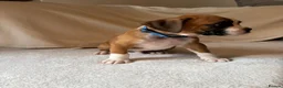 Boxer dogs for sale: *** 22 Championships between parents *** in Newbury - Advert 7