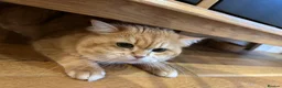 British Shorthair cats for sale: Rehome a 2 years old BSH golden male - Advert 5