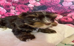 Yorkshire Terrier dogs for stud: Dark chocolate brown small Yorkshire Terrier STUD - Image 3