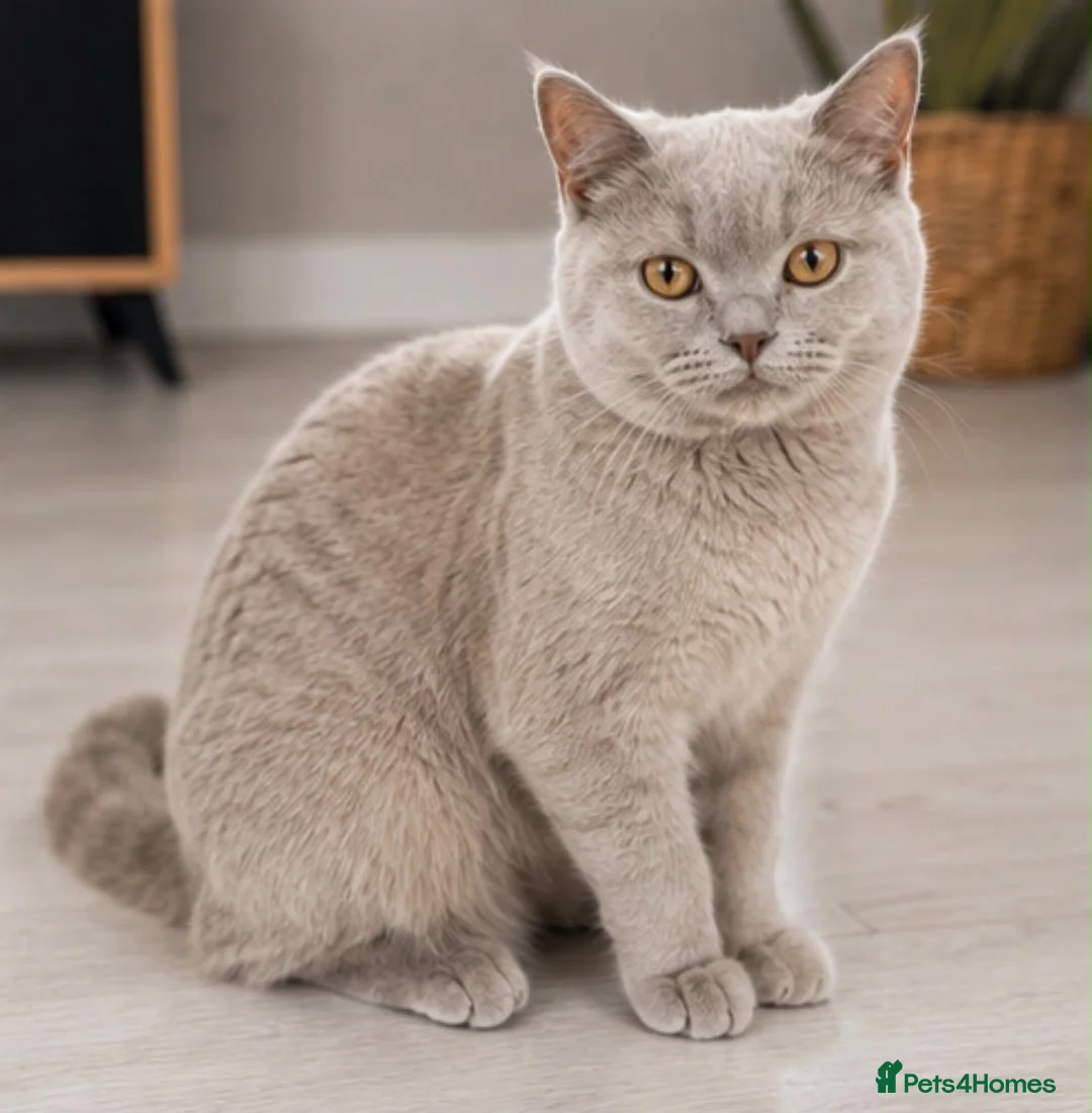 British Shorthair cats for sale: British shorthair kittens  - Advert 1