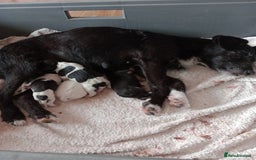 Patterjack dogs for sale: Patterdale x Russell puppies  - Image 2