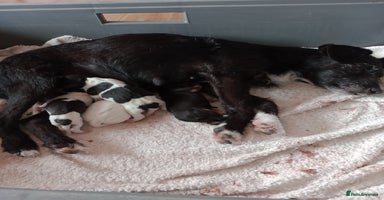 Patterjack dogs - Advert 6