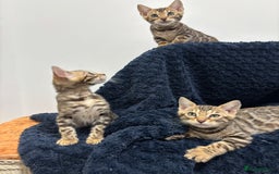 Bengal cats for sale: READY NOW beautiful Bengal Girl kittens TICA reg - Advert 14